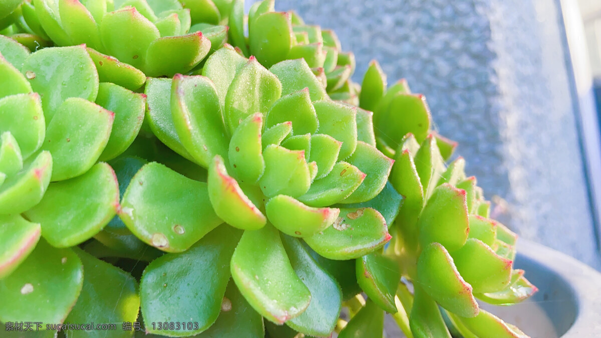 多肉植物圖片 多肉 植物 綠色 綠植 陽光的 自然景觀 自然風景