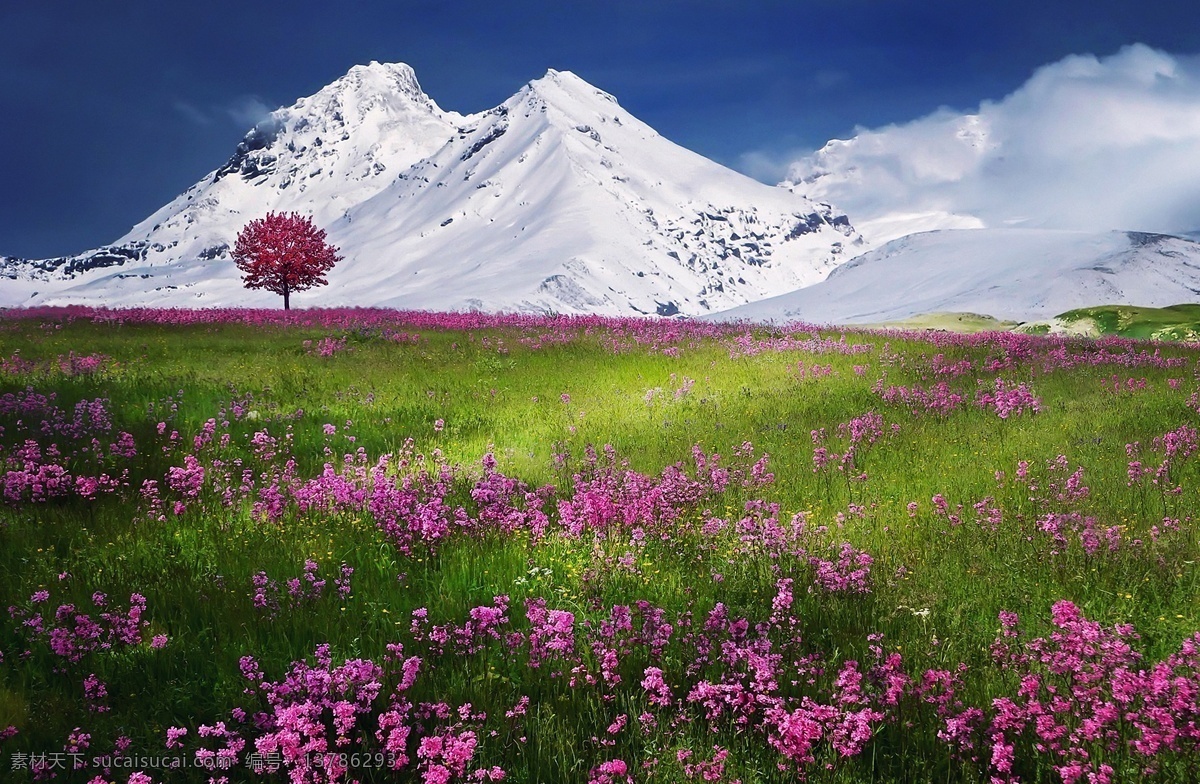 阿尔卑斯 山下 花开 山 花 草地 树 雪 山峰 孤寂 漂亮 自然风光 自然景观 自然风景