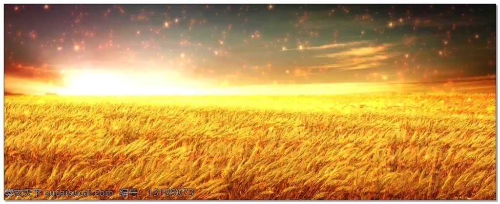 金色 麦浪 视频 小麦 粮食 风吹麦浪 大麦 视觉享受 动态壁纸 广告设计模板 参考
