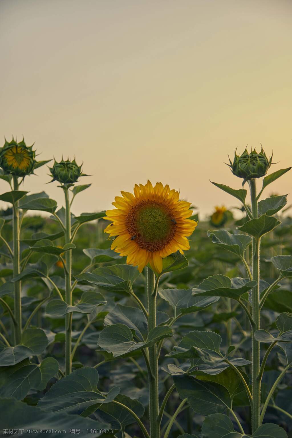 向日葵 花田 自然風(fēng)景 向陽(yáng)而生 夏季花卉 綠色植物 田園風(fēng)光 農(nóng)田景觀 植物生長(zhǎng) 黃色花朵 夕陽(yáng)光線 花卉特寫 清新自然 戶外攝影