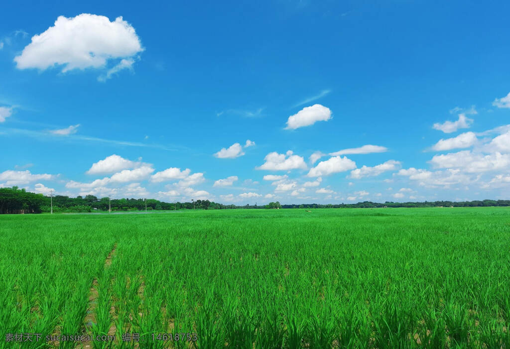 藍天白云 綠色田野 自然風(fēng)光 清新植物 田園風(fēng)光 鄉(xiāng)村景色 青青草地 廣闊天空 自然景色 清新自然 寧靜氛圍 陽光明媚