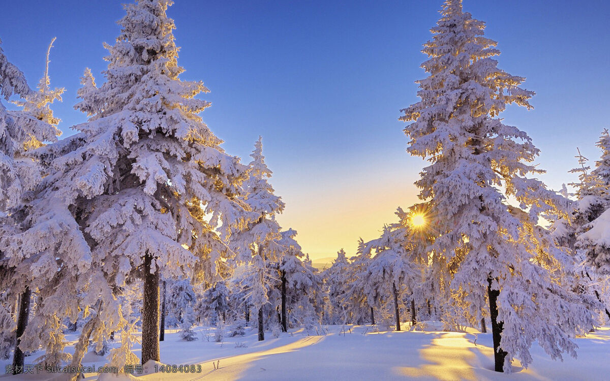 冬天雪景 冬天 雪景 下雪 白雪 森林雪景 雪 雪后树枝 生物世界 树木树叶