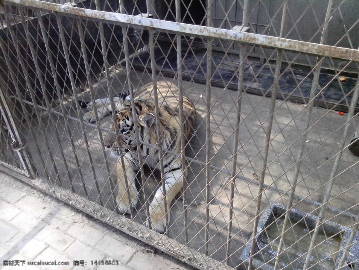 老虎免费下载 动物园 广告牌 老虎 生物世界 演出 野生动物 华南虎 非洲虎 矢量图