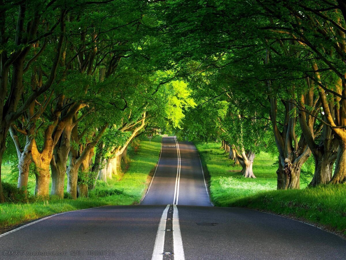林荫大道 马路 公路 车道 绿色 绿树 树荫 高清图片 自然景观 自然风景