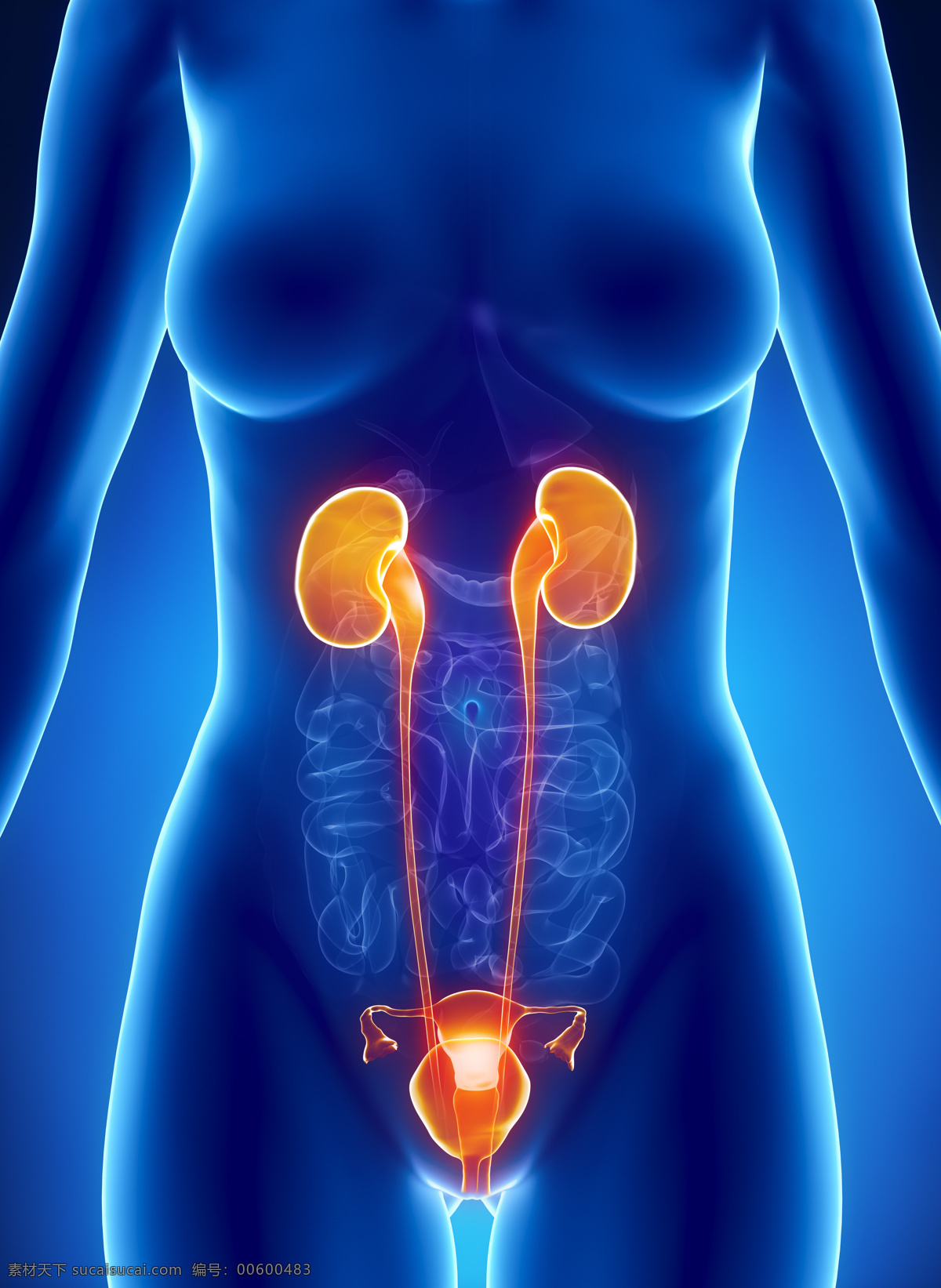 女性 肾 器官 生殖 女性肾器官 子宫器官 女性人体器官 医疗科学 医学 人体器官图 人物图片