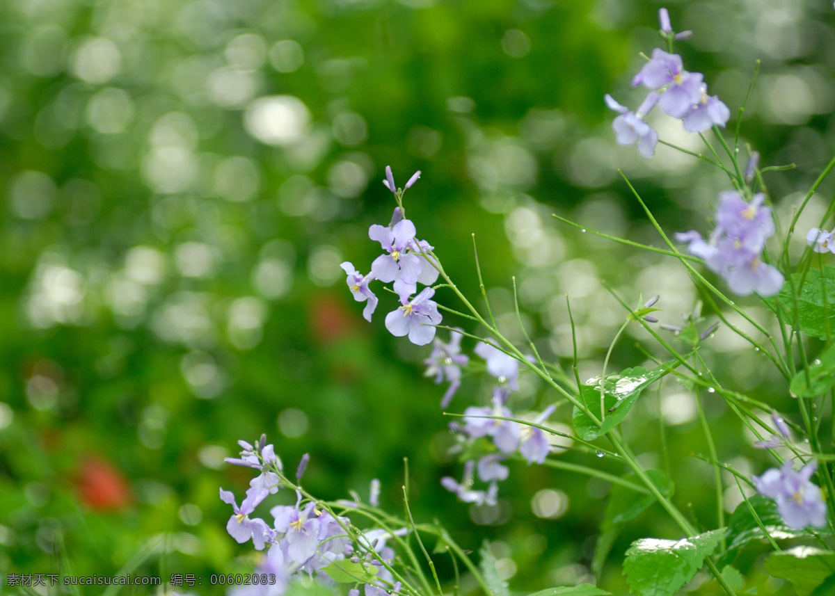 西湖春雨 杭州西湖 植物 花瓣 春天 春雨 小花 花草 生物世界