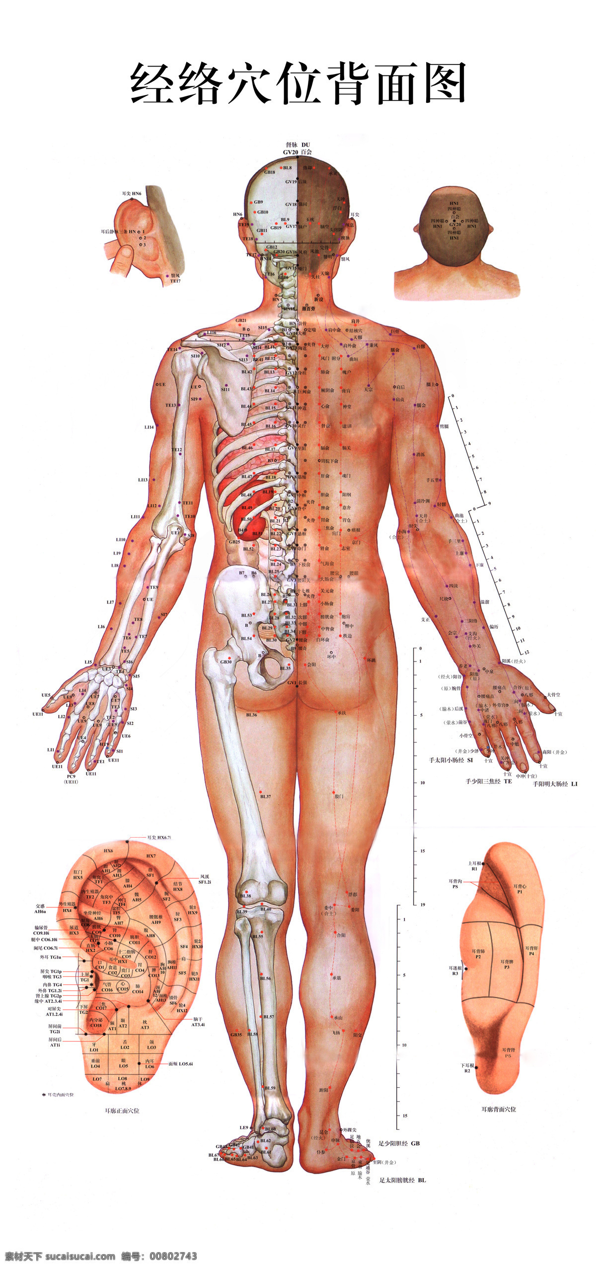 经络挂图 人体 健康 脉络 穴位 医疗 分层素材