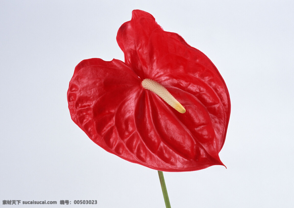 花朵免费下载 百花争艳 插花艺术 高清花朵 花 花朵 花朵花束 浪漫花朵 玫瑰 情人节花 水珠 鲜花装饰 鲜花 节日素材 情人节七夕