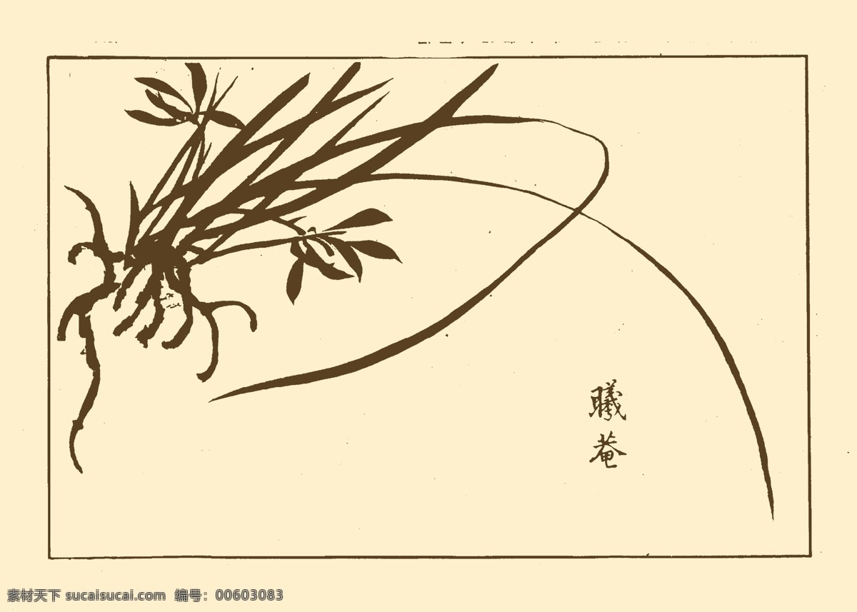 芥子园画谱 兰花 中国画 书画 国画 白描 绘画 美术 兰 分层 源文件