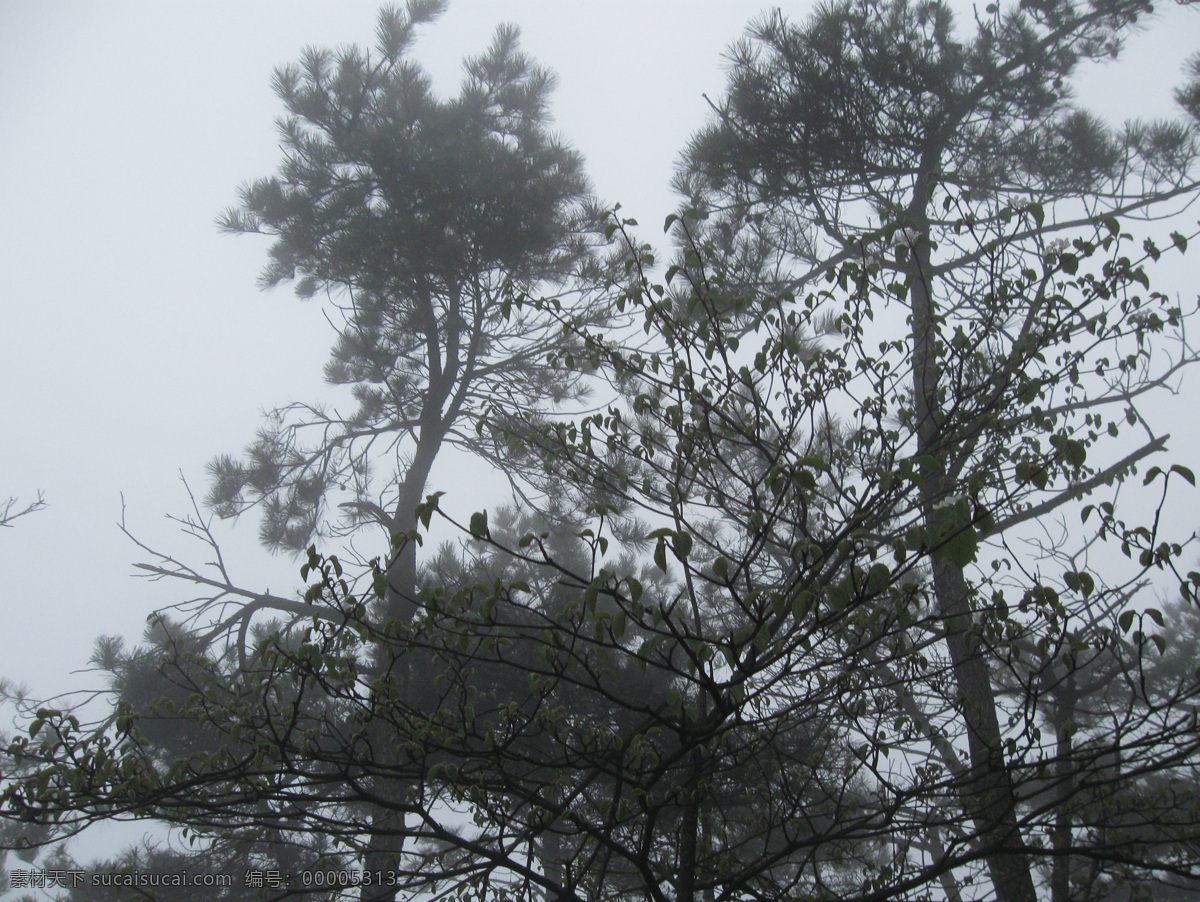 烟雨 庐山 庐山风景 树 松树 烟雨庐山 清晨庐山 雨中庐山 诗画庐山 庐山云雾 风景 生活 旅游餐饮