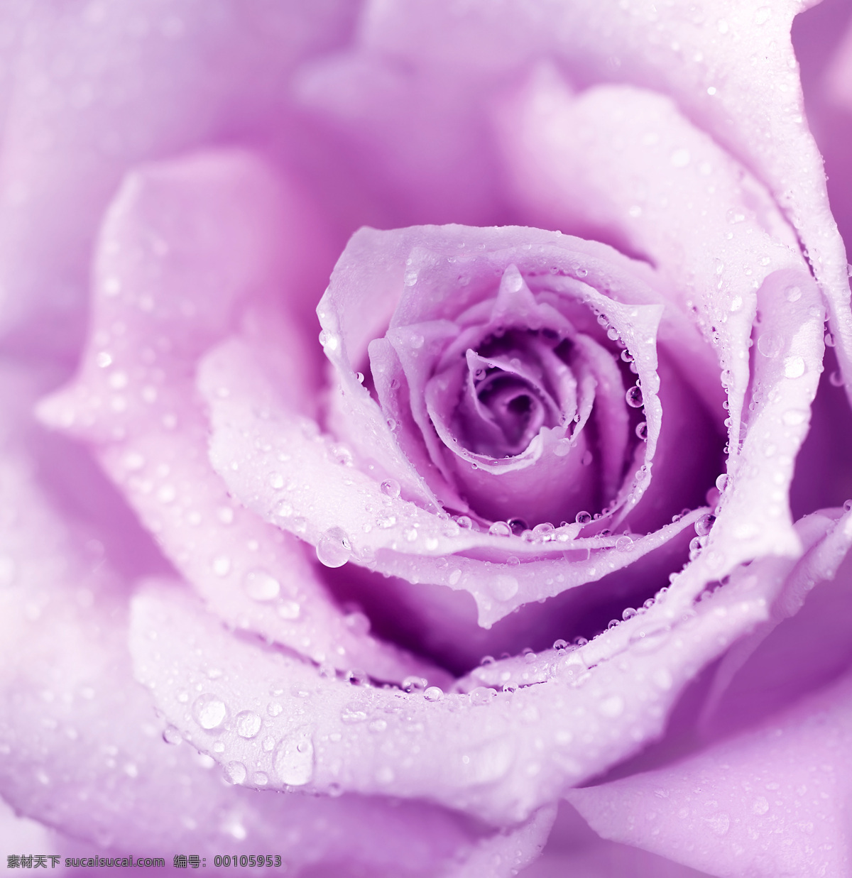 紫色 玫瑰 上 露珠 花瓣 水珠 露水 美丽鲜花 漂亮花朵 花卉 玫瑰花 紫色花朵 花草树木 生物世界 粉色