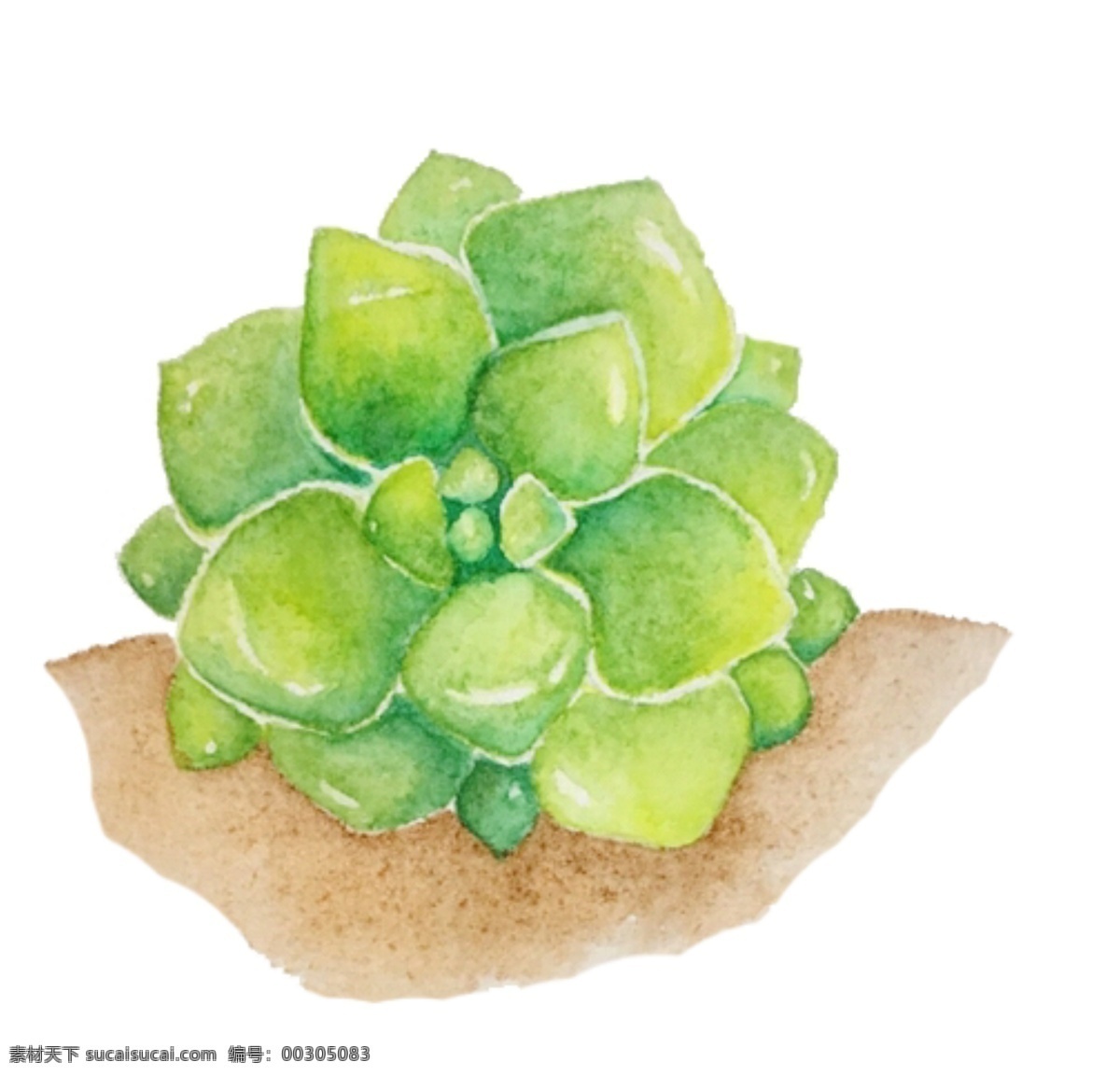 手绘 绿色 肉 插画 土壤 肉肉 植物 手绘植物 绿色多肉 手绘多肉植物 绿植 观赏植物插画