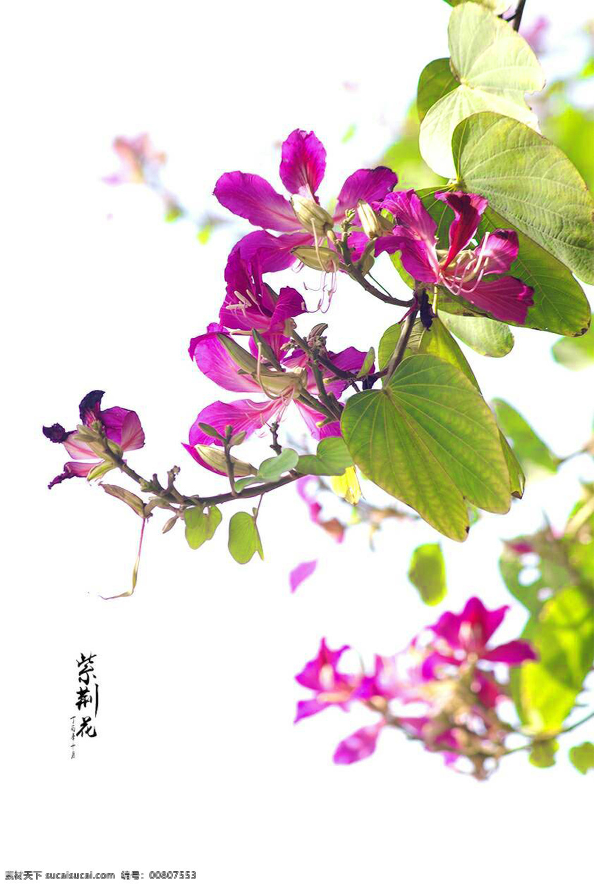 紫荆花 盛开 鲜花 鲜艳 紫荆 花草 生物世界