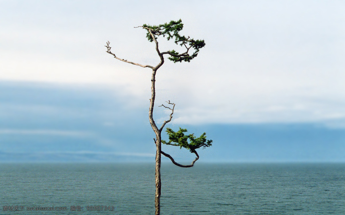 一棵树 湖 蓝天 摄影图 生物世界 树 树木树叶 水