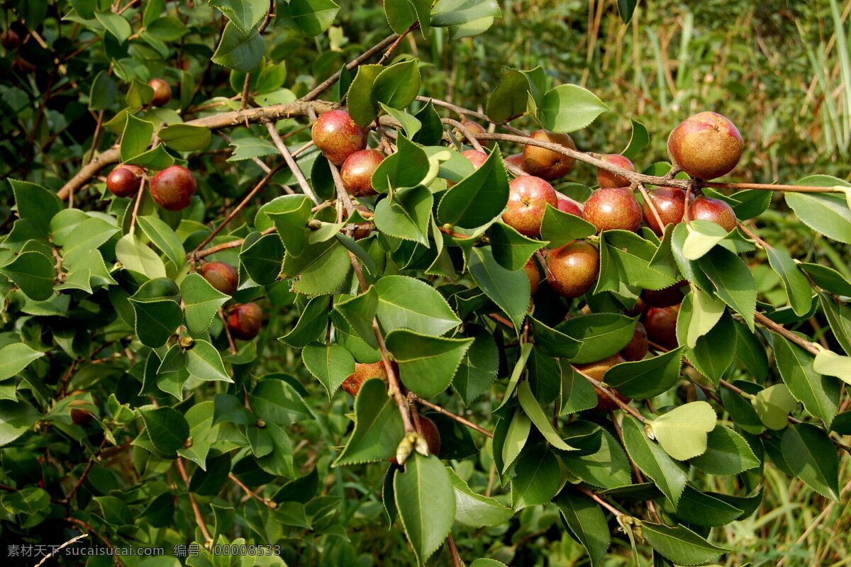 油茶 油茶籽 树木树叶 生物世界