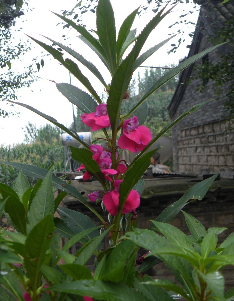 凤仙透骨草 河北驼梁风景 驼梁 风景 自然风景 自然景观 植物 花草 生物世界