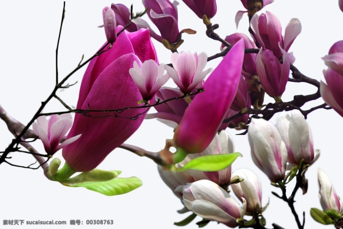 多种 玉兰花 元素 粉色玉兰花 分层 紫色玉兰花
