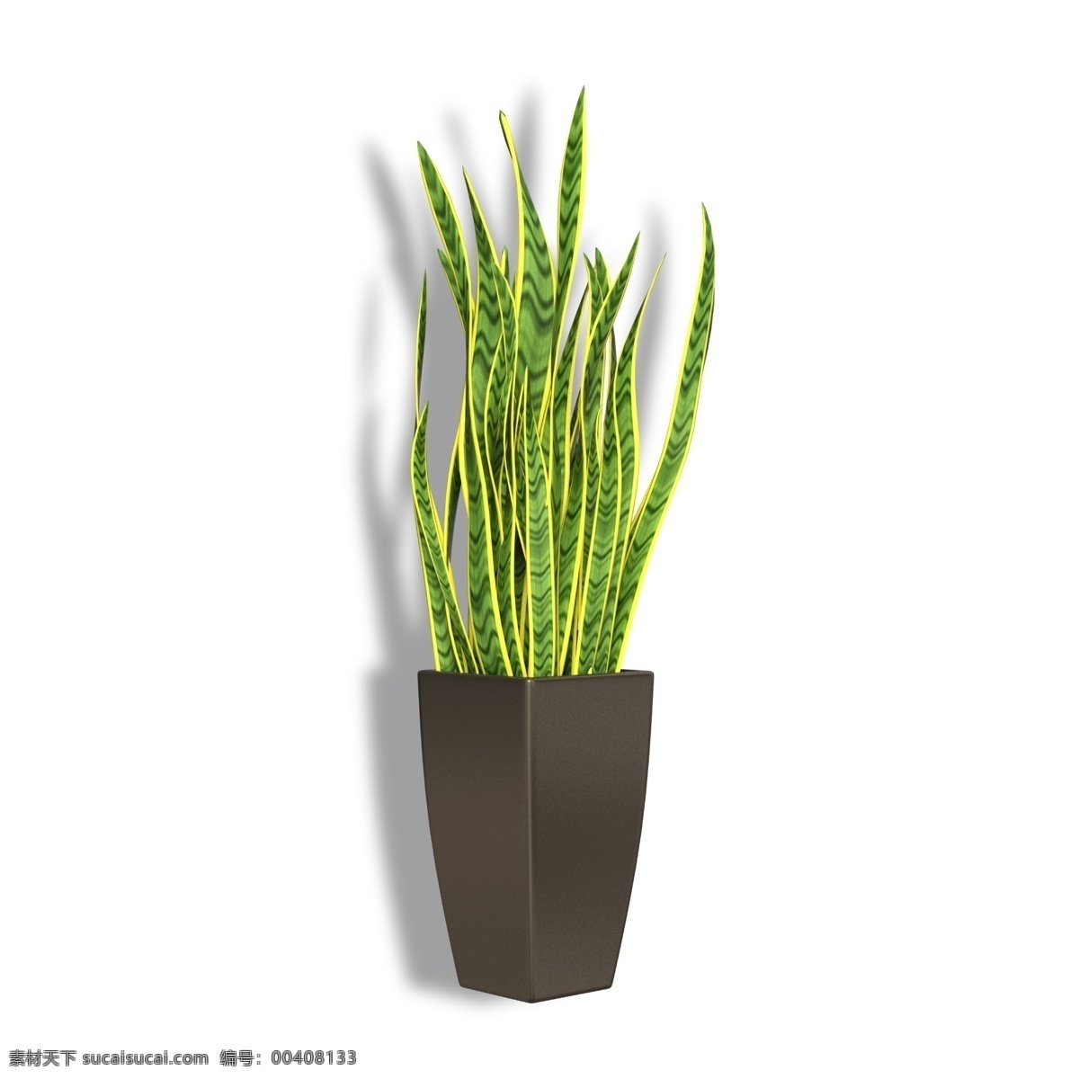 方 盆 剑 形 绿色植物 方形花盆 植物 盆栽