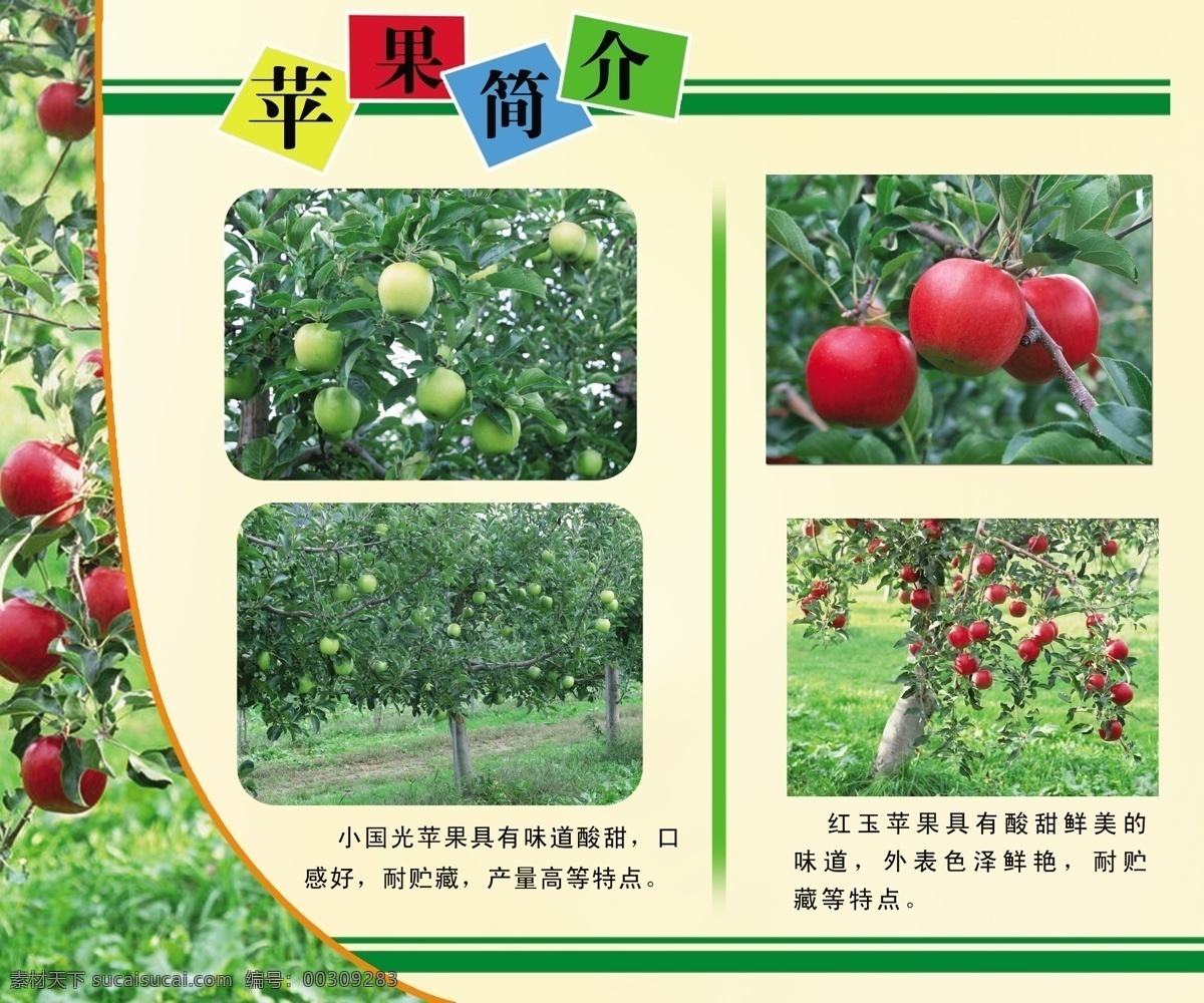 苹果简介 红苹果 青苹果 简介 苹果图片 苹果树 分层 源文件