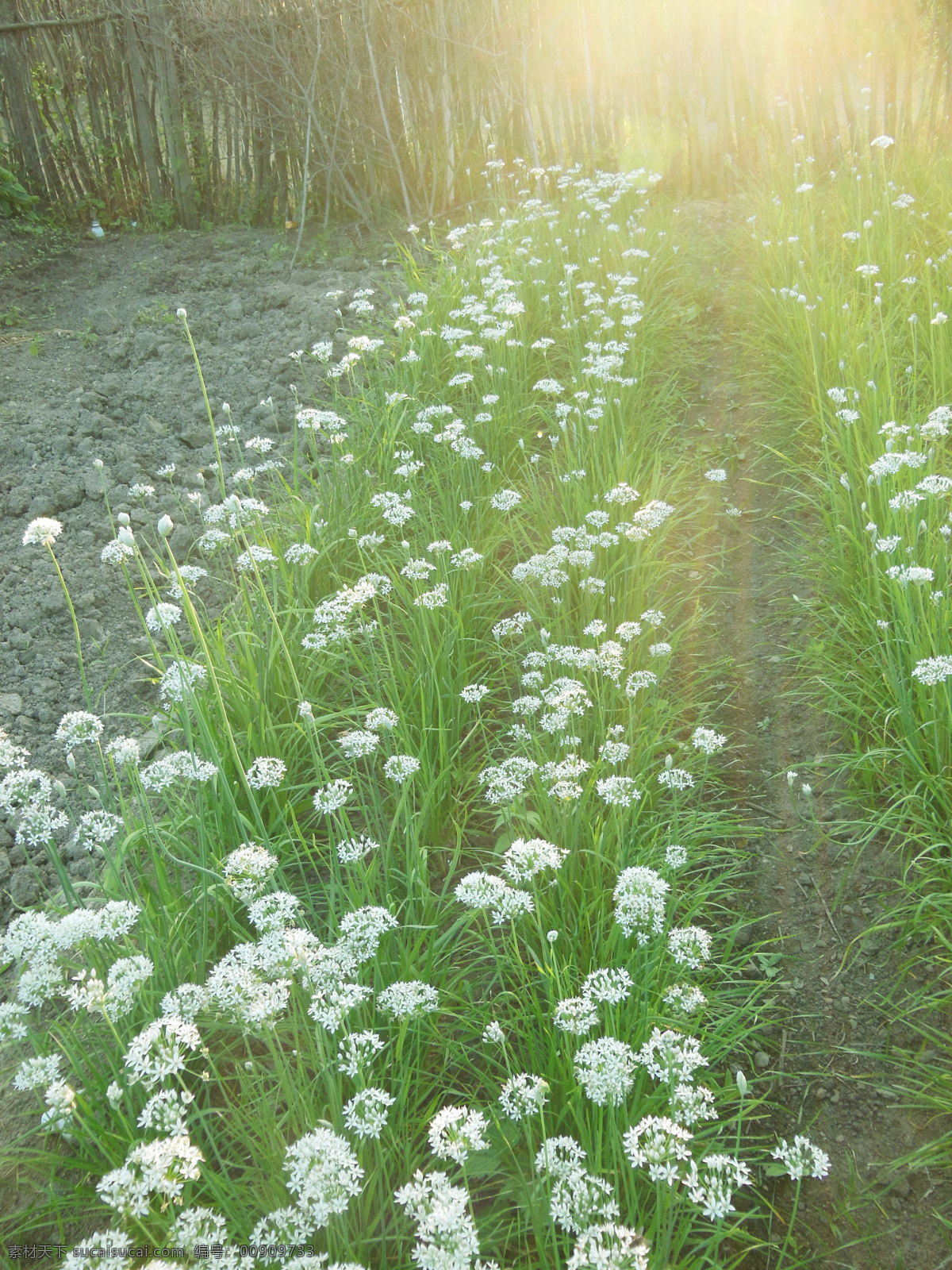 韭菜 菜地 生物世界 蔬菜 韭菜花 韭菜地 风景 生活 旅游餐饮