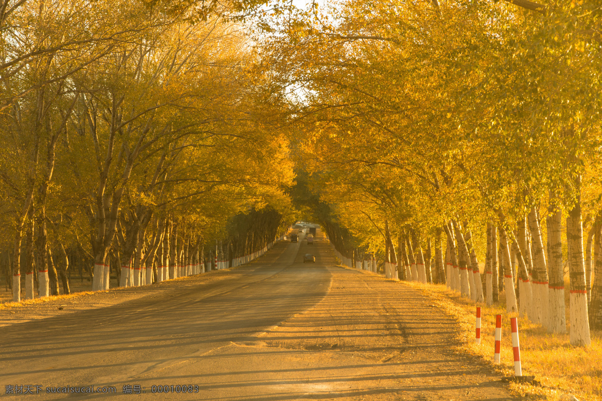 秋景摄影 公路 路上 金色 夕阳 路树 秋季 秋天 秋景 秋色 黄金大道 自然风景 自然景观