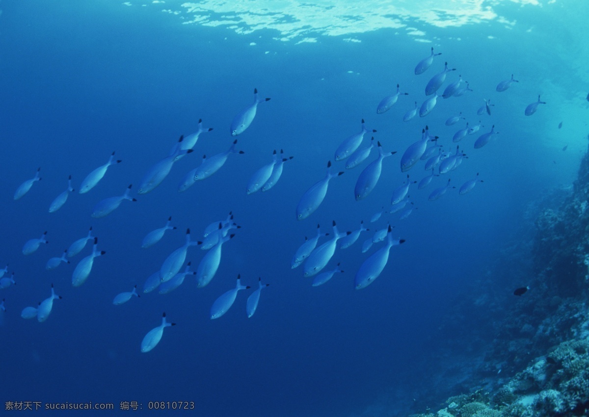 海洋生物 海底鱼类 海底鱼群 珊瑚 海水 海底摄影 海底世界 海底生物 海洋世界 图素动植物类 生物世界