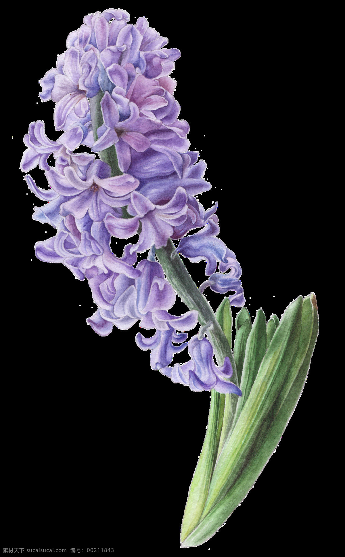 手绘 串 风信子 透明 观赏 花卉 绿色 免扣素材 水彩 透明素材 植物 装饰图案 紫色