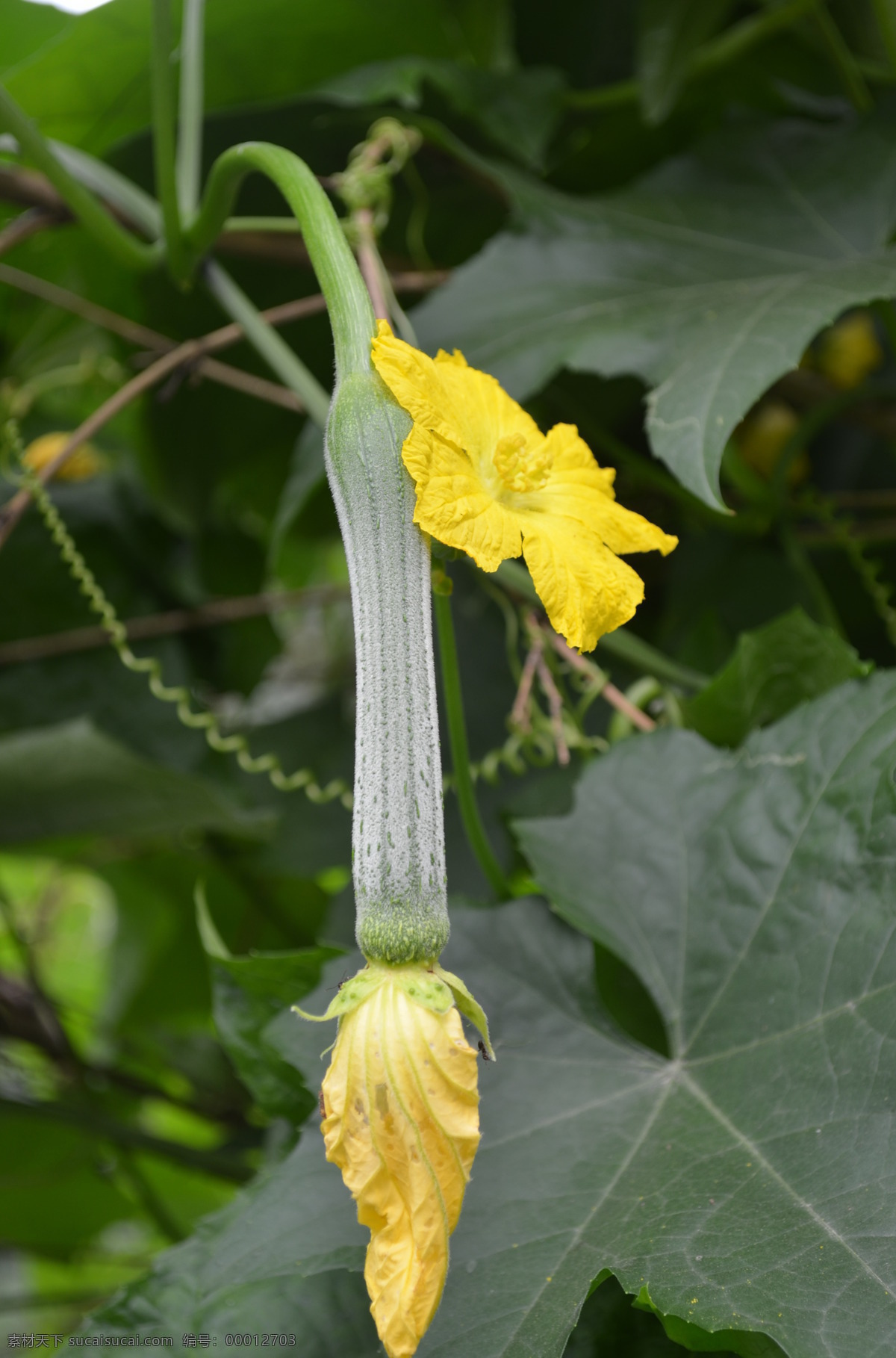 丝瓜 绿叶 黄花 阳光 瓜蔓 嫩绿 纹理 花朵 花蕊 花瓣 黄颜色 鲜花 盛开 蔬菜 生物世界