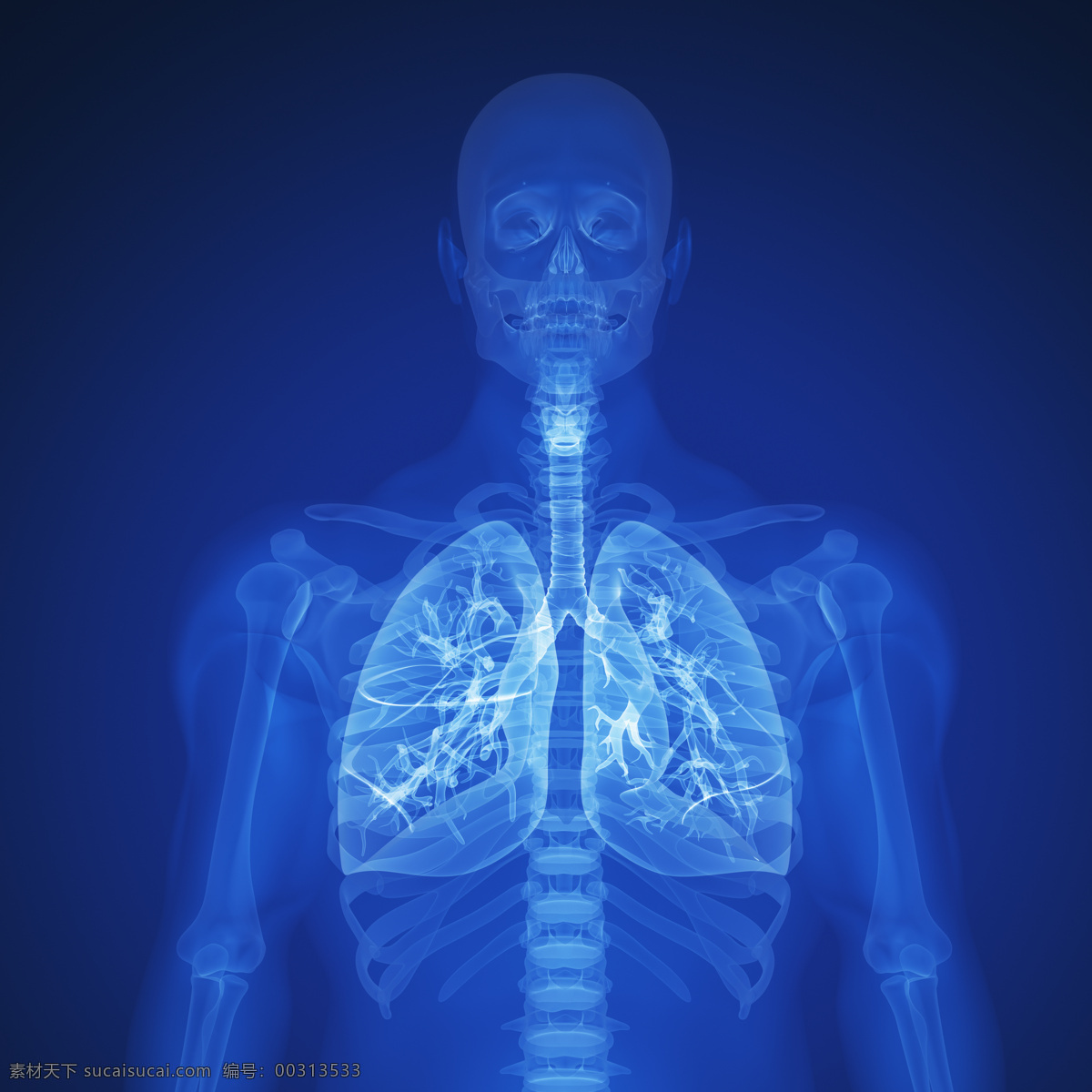 人体 正面 x 光 透视图 医疗主题 x光 图像 人体正面 医疗护理 现代科技