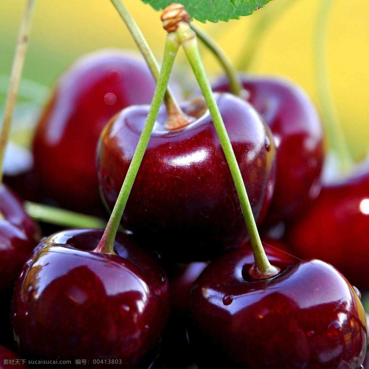 大樱桃 车厘子树 进口车厘子 樱桃 樱桃树 新鲜樱桃 车厘子素材 车厘子图片 生物世界 水果