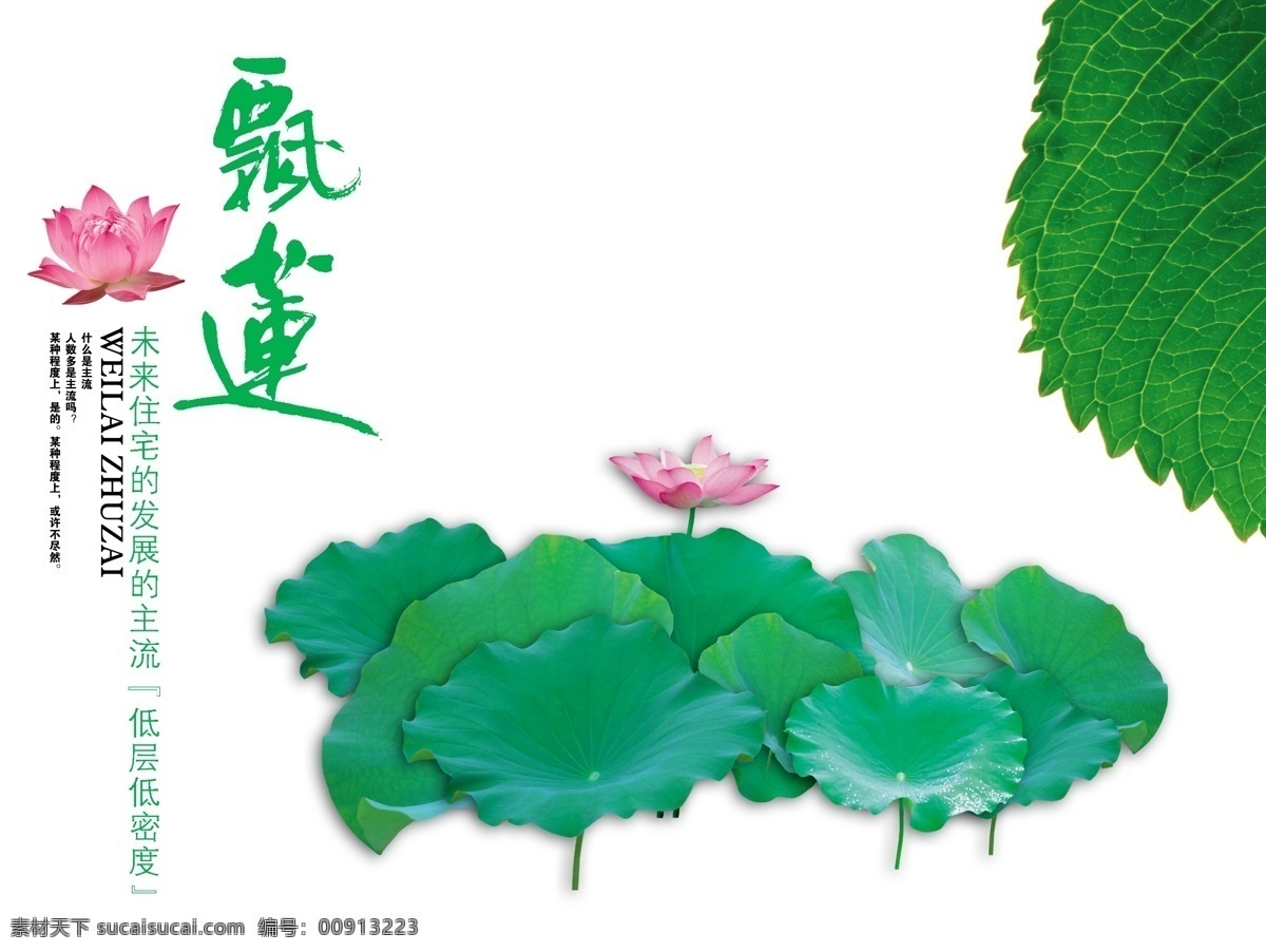 荷花 荷叶 莲花 苫梢读夭南略 psd源文件