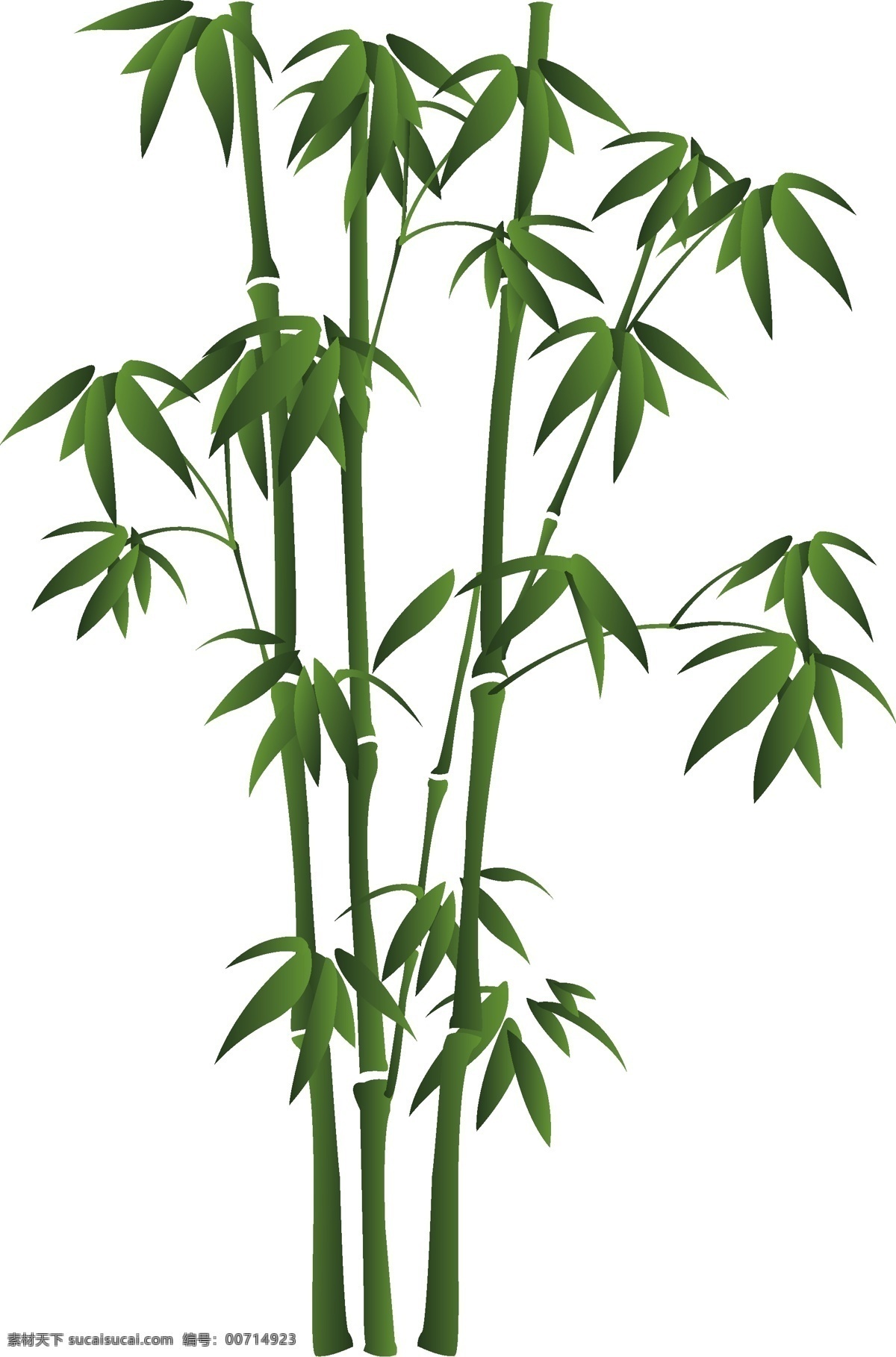 清新 绿色 竹子 元素 植物 ai元素 免扣元素