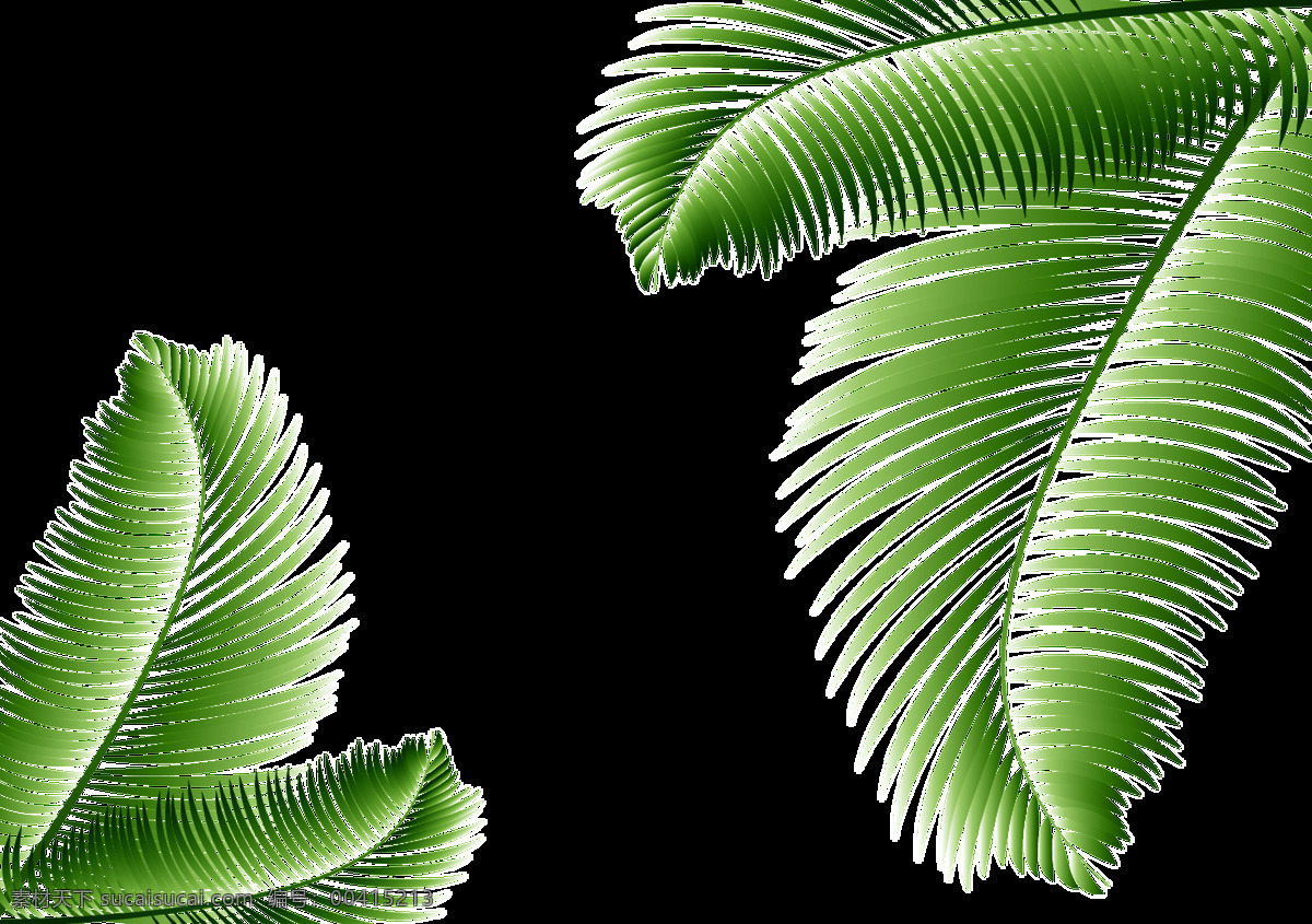四 片 铁树 树叶 透明 植物 绿色 绿叶 免扣素材 透明素材 叶片 装饰图片