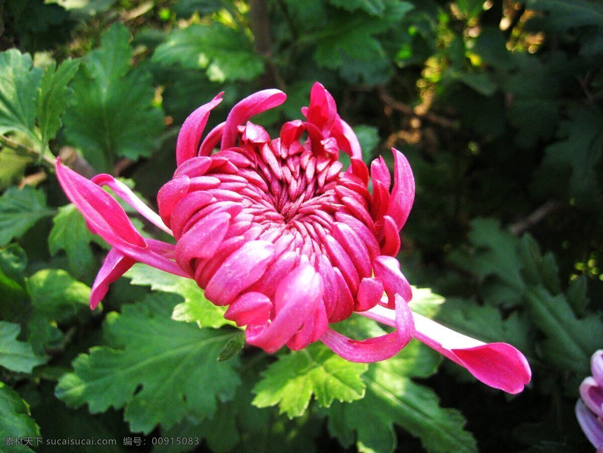 红 菊花 大图 高清 高清图片 高清图片素材 高清晰风景 菊花图片 红菊花