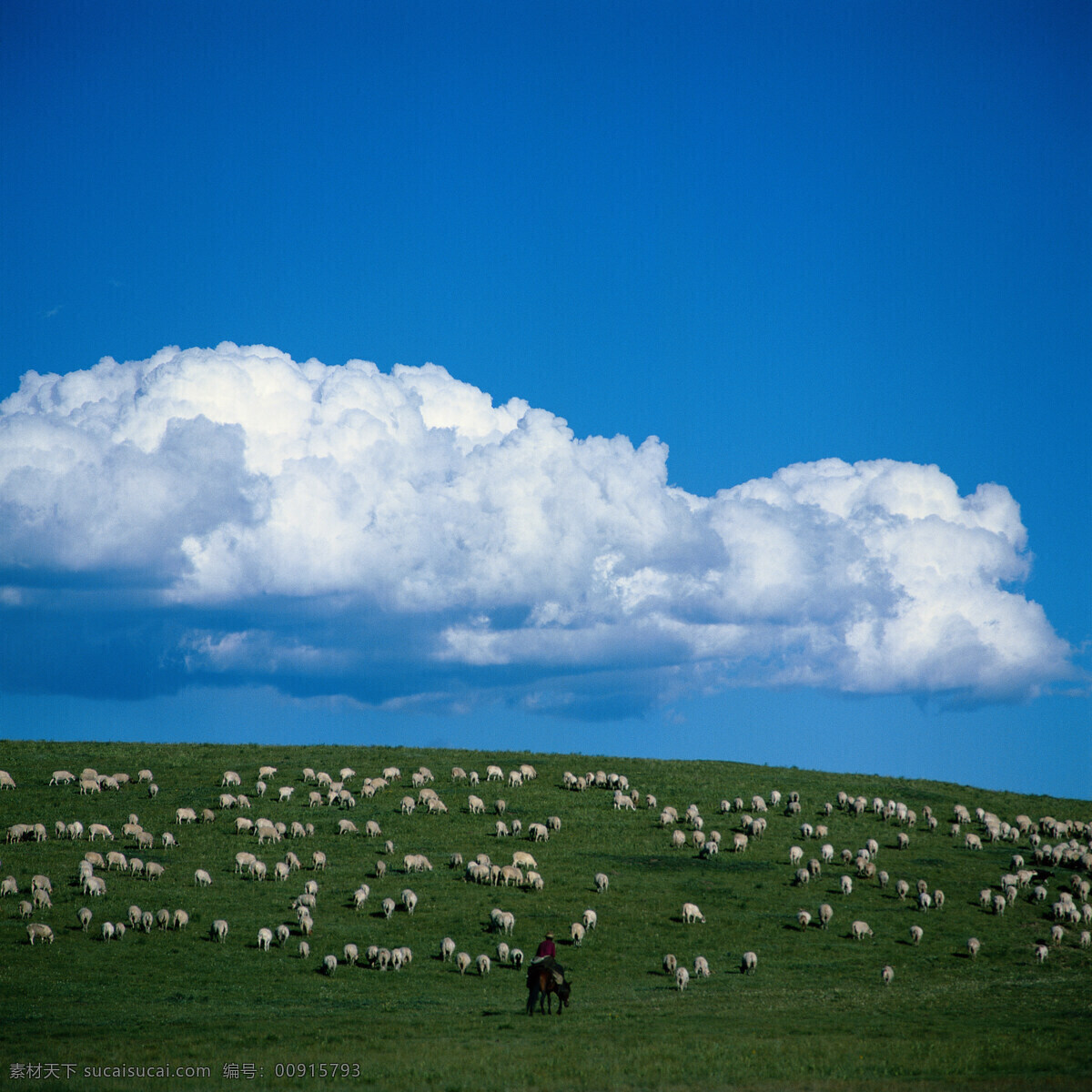 草原牧羊 田園真舒服 田園 蓝天 草原 羊群 白云 放羊 牧羊 牧民 自然景观 自然风景 綠意盎然 摄影图库 300