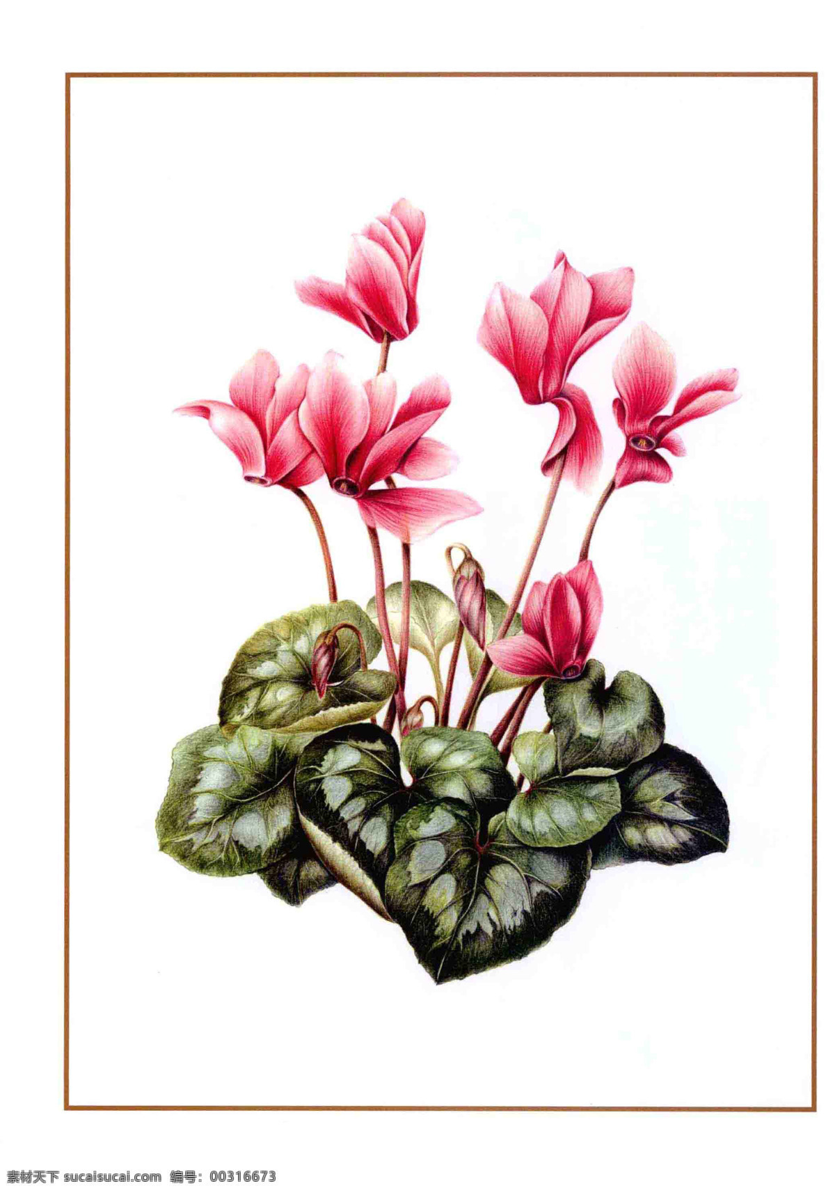 手绘花卉植物 彩铅 手绘 花朵 植物 花卉 绘画 教学 印刷 宣传 网页 花 生物世界 花草