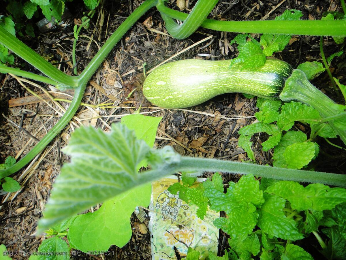 南瓜 蔬菜 小南瓜 绿叶 南瓜藤 植物 生物世界