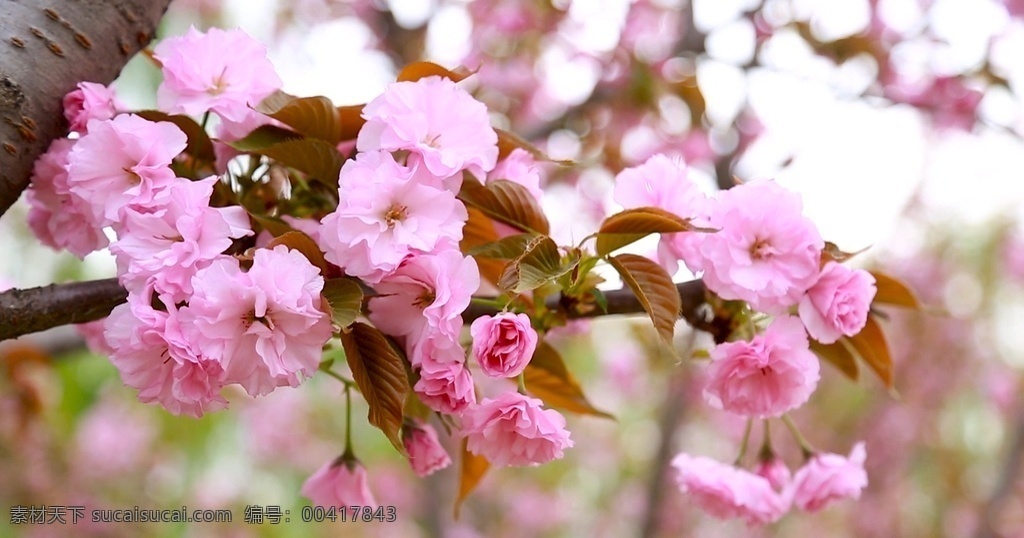花实拍 花实拍视频 樱花实拍 实拍 樱花实拍视频 高清实拍 花高清 多媒体 实拍视频 动物植物 mp4