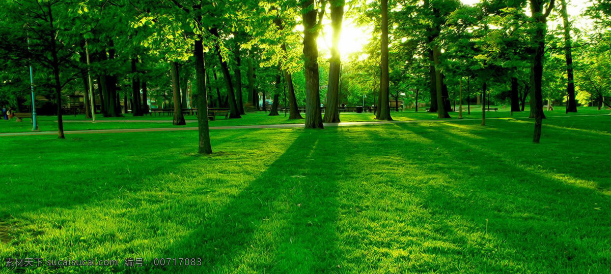 绿色 森林 大树 banner 背景 清新 唯美 绿色森林 阳光
