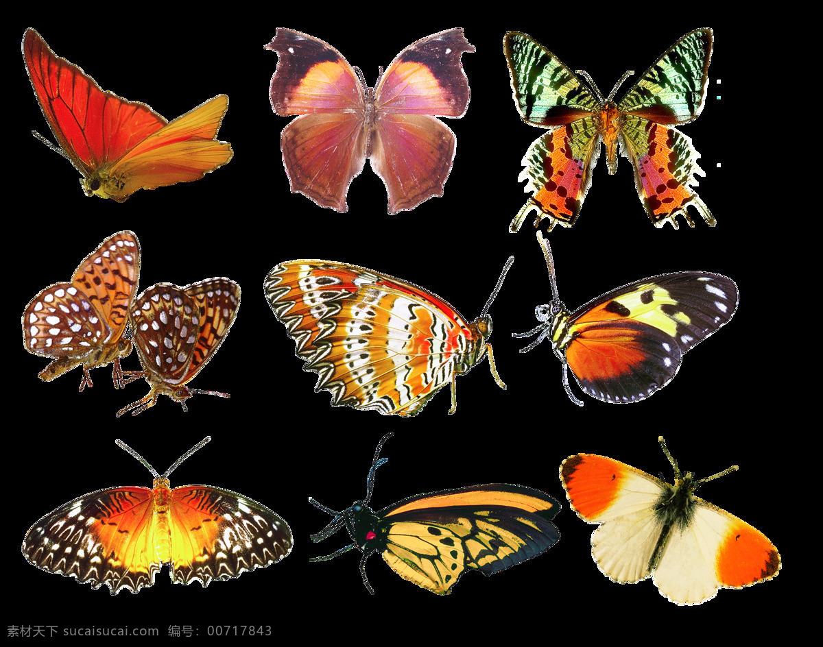 手绘 各式各样 逼真 蝴蝶 透明 种类 形态各异 美丽 透明素材 免扣素材 装饰图片