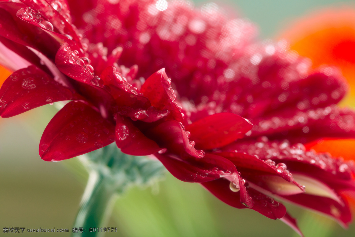 绽放 红色 花朵 花朵花卉 美丽花朵 植物花朵 鲜花 花草树木 生物世界