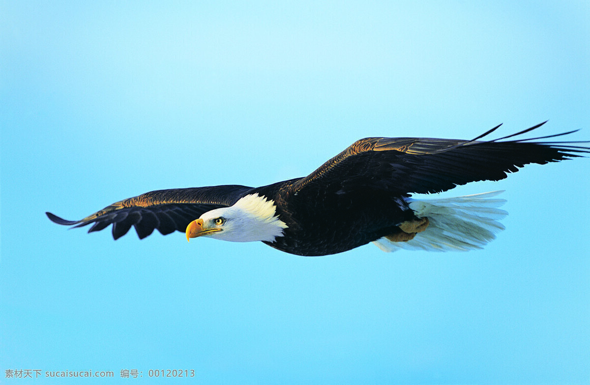 鹰飞翔 鹰 展翅 搏击 坚定 坚毅 天空 长空 蓝天 鸟类 生物世界 摄影图库