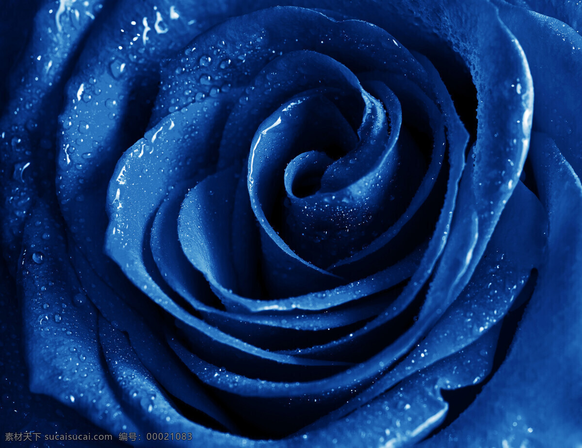 蓝色 玫瑰花 上 水珠 花 花朵 一朵花 玫瑰 蓝玫瑰 鲜花 露珠 特写 高清图片 花草树木 生物世界