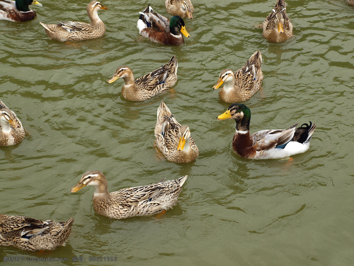 水鸭 麻鸭 池塘里的鸭子 池塘 小鸭子 农村池塘 一群鸭子 一群鸭 鸭戏水 家禽家畜 生物世界 照片 游玩 风景