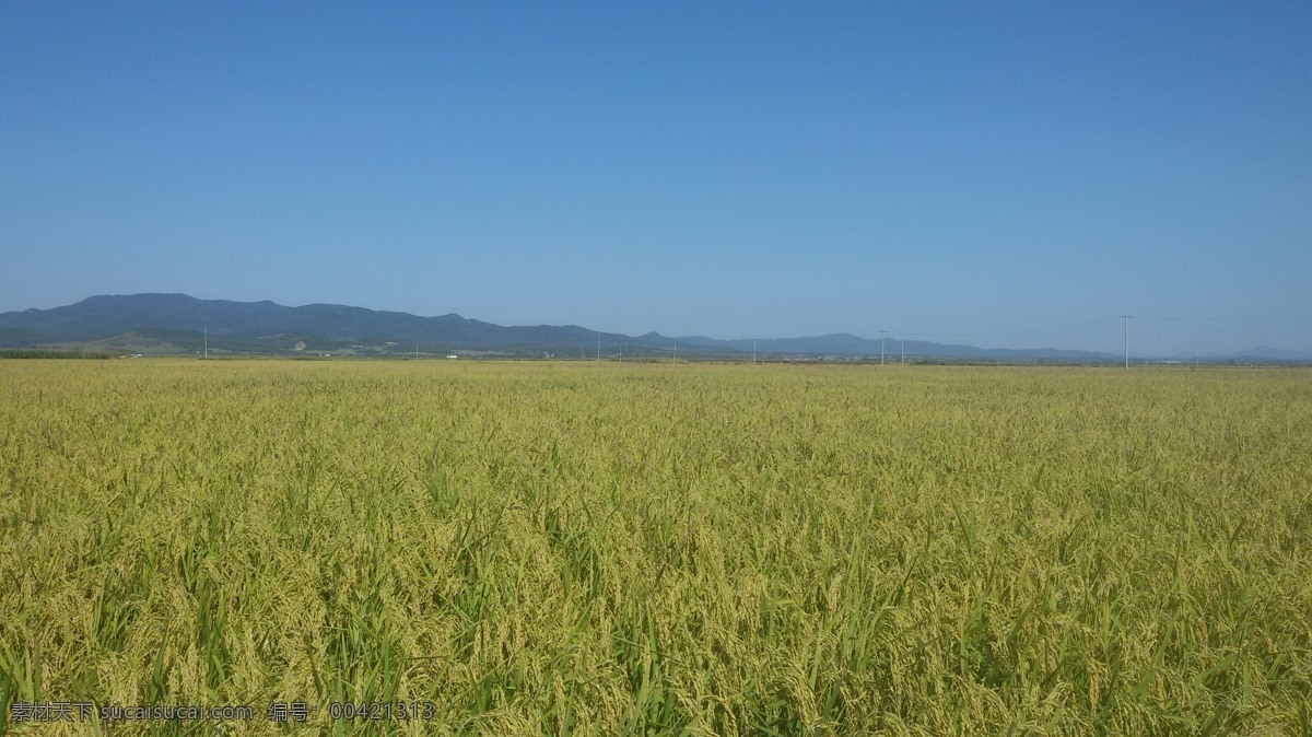 水稻 稻田 水田大米 粮食 农业 禾苗 稻谷 五常 植物 自然景观 田园风光