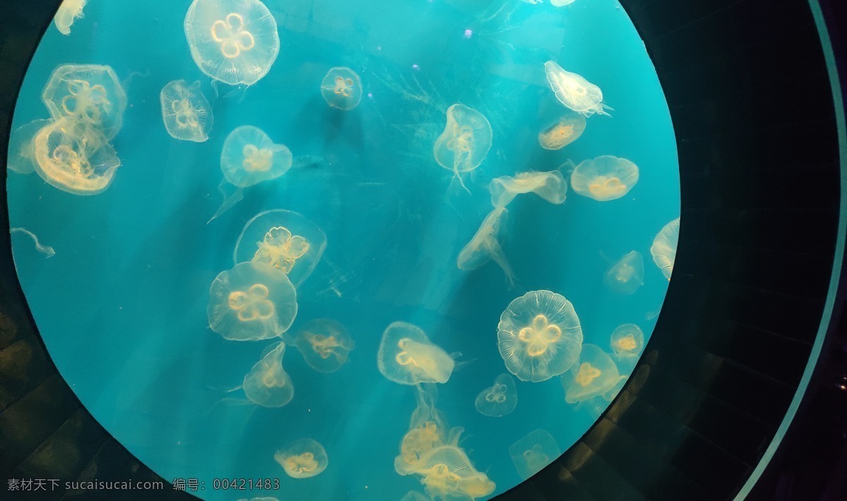 水母 海蜇 海 大海 触须 海洋 动物 水下 水族馆 特写 海洋世界 海底世界 美丽水母 海洋生物 生物世界 风景