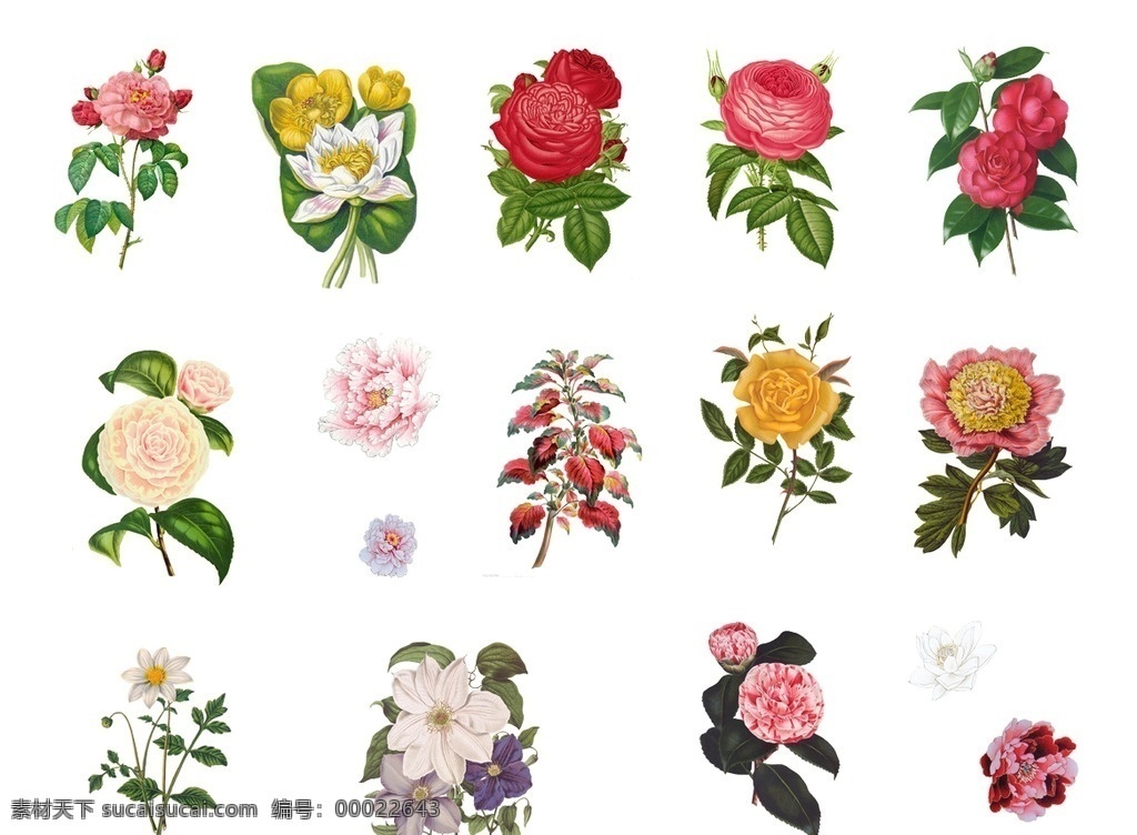 工笔花卉 分层 工笔画素材 工笔花 工笔画 工笔 工笔牡丹 花卉工笔画 花卉分层素材 psd素材