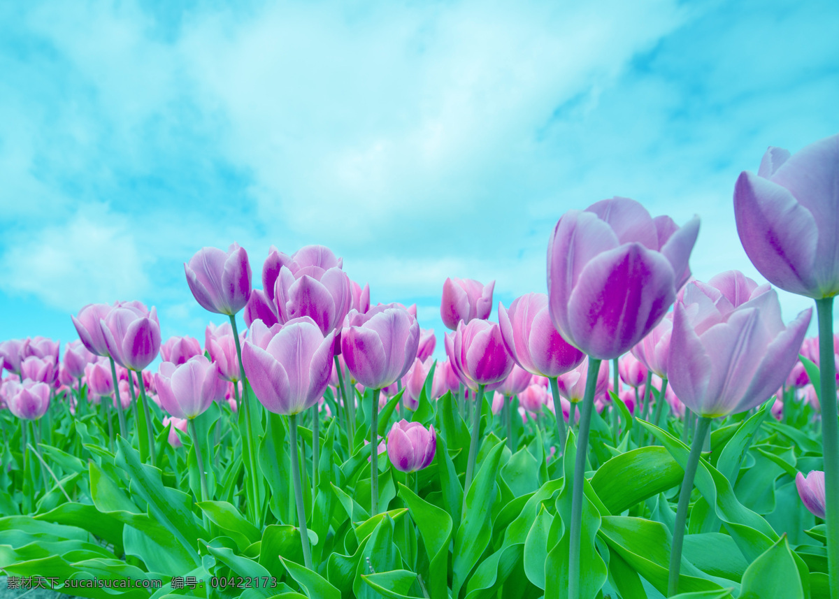 花海 花 天空 绿色 冷色调 紫色 一群花 蓝色 自然景观 自然风景