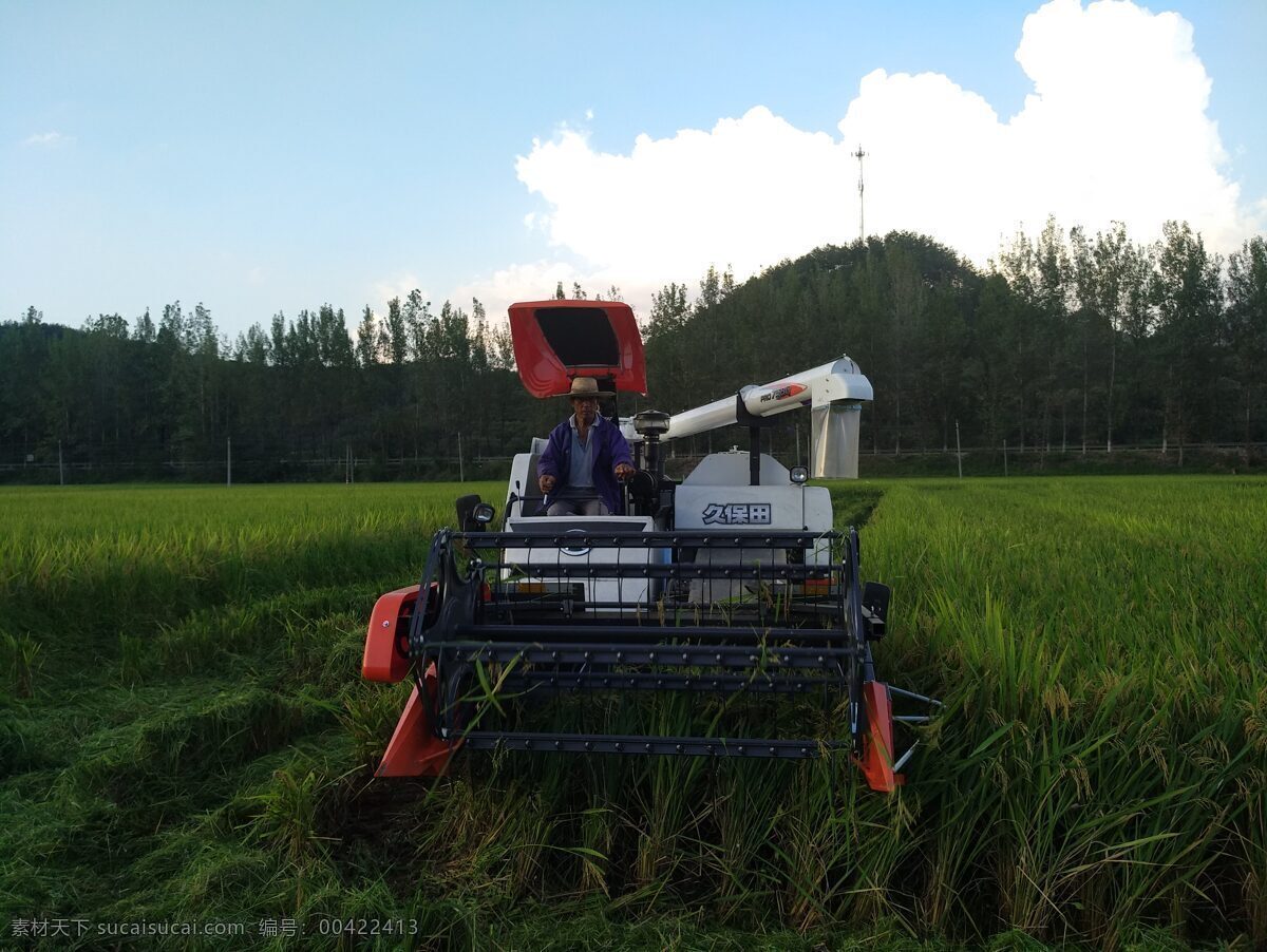割谷 稻谷收割 收割机 收割水稻 现代科技 农业生产