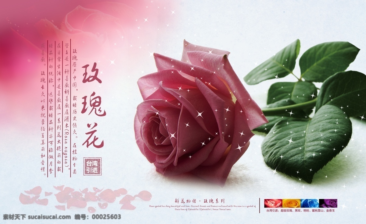 玫瑰花 花卉 展板 玫瑰 广告 鲜花海报